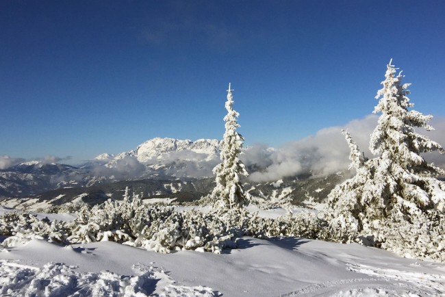 Tiefverschneite Bäume